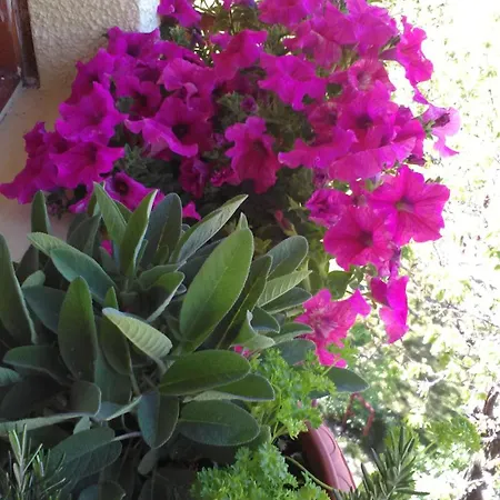Apartment Borgo Vittoria